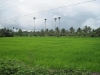 Green Paddy fields Arampadam 