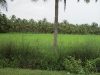Green Paddy fields Arampadam 