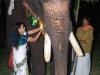 പ്രത്യക്ഷ ഗണപതി ഹോമം - ശ്രീ കുറുമ്പ കാവ് 