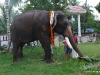 പ്രത്യക്ഷ ഗണപതി ഹോമം - ശ്രീ കുറുമ്പ കാവ് 
