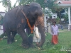 പ്രത്യക്ഷ ഗണപതി ഹോമം - ശ്രീ കുറുമ്പ കാവ് 