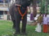 പ്രത്യക്ഷ ഗണപതി ഹോമം - ശ്രീ കുറുമ്പ കാവ് 