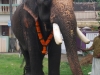 പ്രത്യക്ഷ ഗണപതി ഹോമം - ശ്രീ കുറുമ്പ കാവ് 
