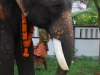 പ്രത്യക്ഷ ഗണപതി ഹോമം - ശ്രീ കുറുമ്പ കാവ് 