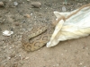 viper-snake-rescued-by-wpsi-15