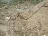 viper-snake-rescued-by-wpsi-21