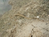 viper-snake-rescued-by-wpsi-23