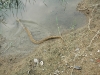 viper-snake-rescued-by-wpsi-24