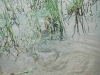viper-snake-rescued-by-wpsi-25
