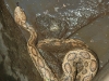 viper-snake-rescued-by-wpsi-7