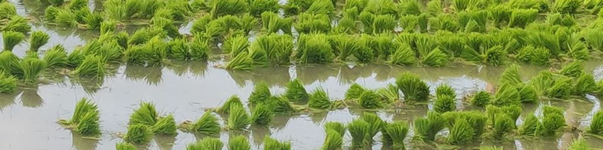 തത്തമംഗലം ഡോട്ട് കോം. TattaMangalam.com 