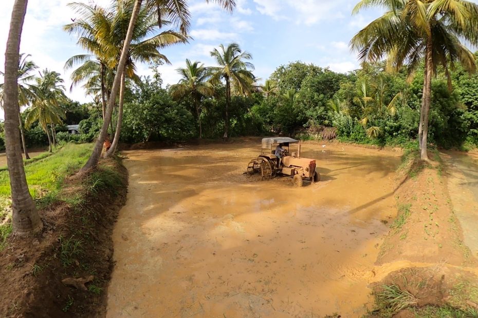 കർഷകർ പാടത്ത് കൃഷി പണികൾ തുടങ്ങി ....തത്തമംഗലം തച്ചൻകുളത്ത് നിന്ന് ഒരു ദൃശ്യം