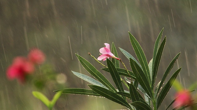 monsoon rails tattamangalam