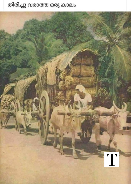Bullock Carts Kerala , India