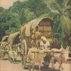 Bullock Carts Kerala , India