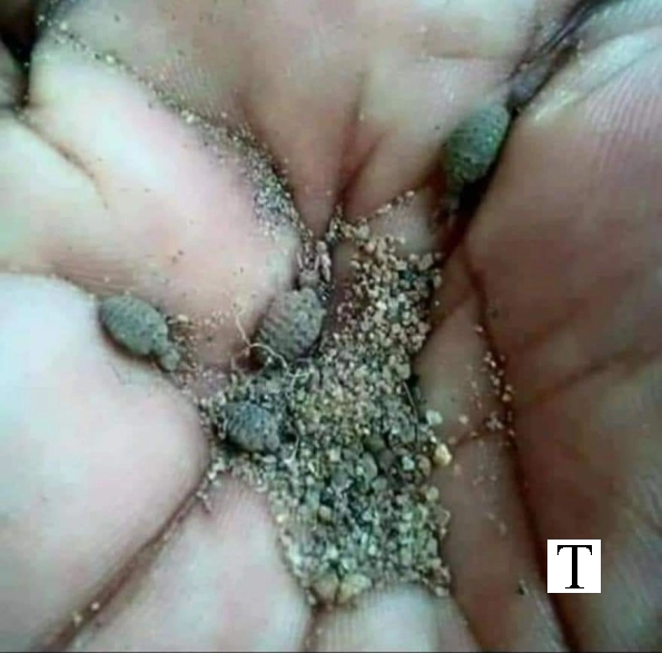 Antlion (കുഴിയാന)