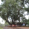 2009-images-tattamangalam_0191