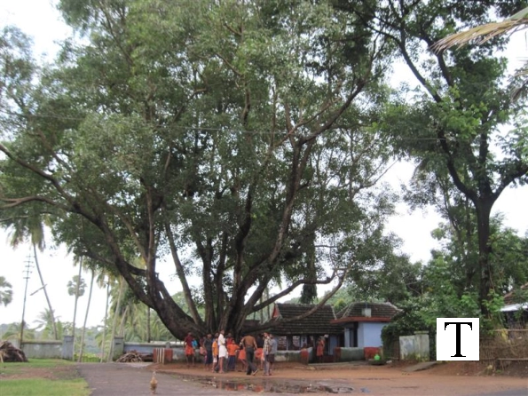 2009-images-tattamangalam_0191