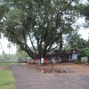 2009-images-tattamangalam_0192
