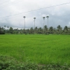 2009-images-tattamangalam_0228