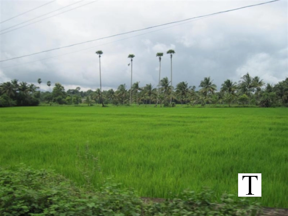 2009-images-tattamangalam_0228