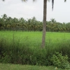 2009-images-tattamangalam_0229
