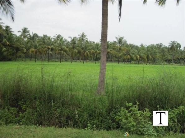 2009-images-tattamangalam_0229