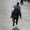 2007-kuthiravela-angadivela_1069-small-