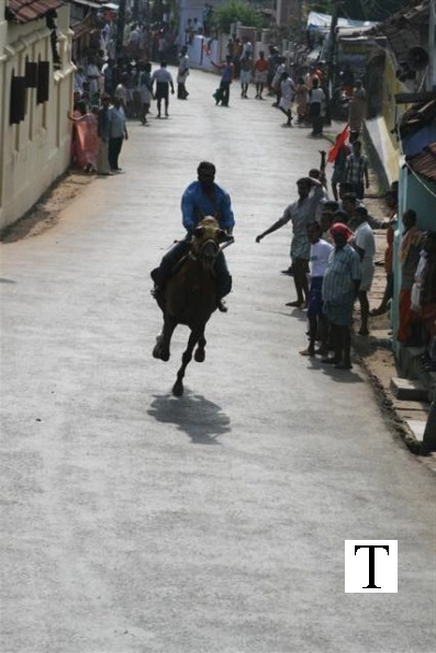 2007-kuthiravela-angadivela_1082-small-