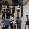 2007-kuthiravela-angadivela_1085-small-