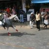 2007-kuthiravela-angadivela_1107-small-
