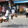 2007-kuthiravela-angadivela_1115-small-