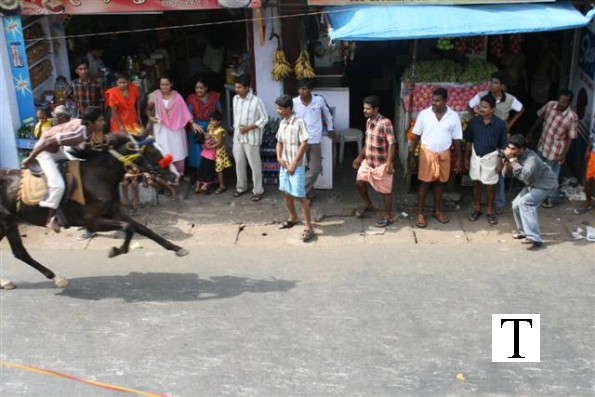 2007-kuthiravela-angadivela_1118-small-