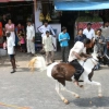 2007-kuthiravela-angadivela_1125-small-