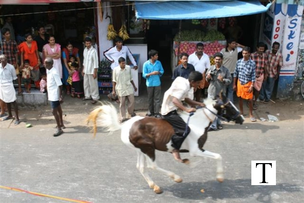 2007-kuthiravela-angadivela_1125-small-