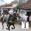 2007-kuthiravela-angadivela_1149-small-