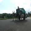 bullock-cart