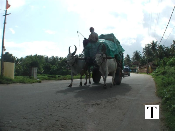 bullock-cart