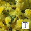 chittur-tattamangalam-florist-kerala