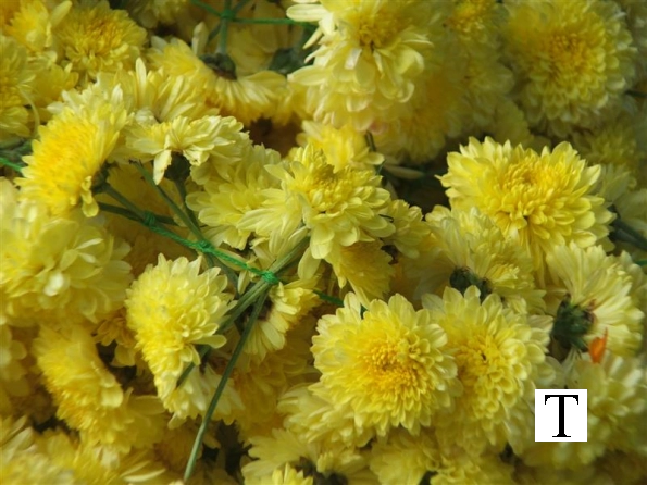 chittur-tattamangalam-florist-kerala