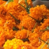 palakkad-florist-kerala