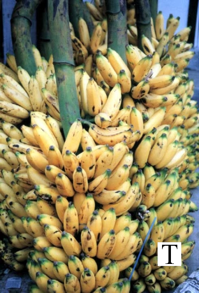 bananas1_jpg