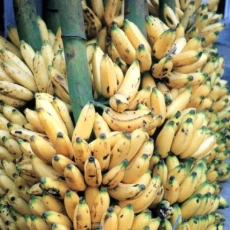 bananas1_jpg